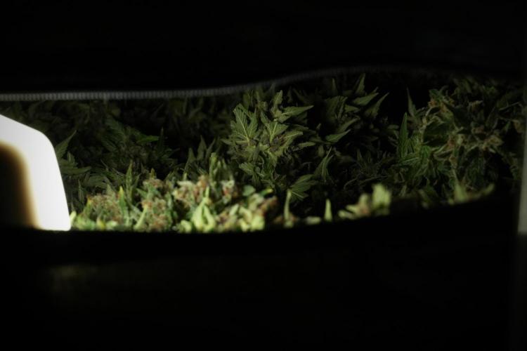 GMO Cookies Served with extra curiosity. Week 14 - drying 