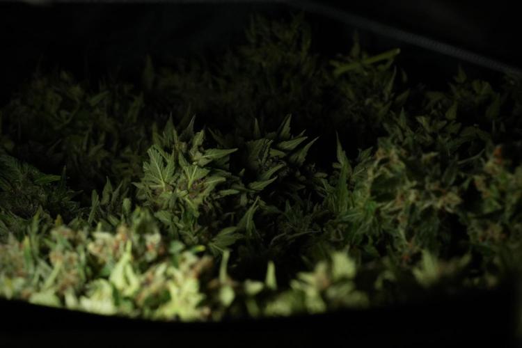 GMO Cookies Served with extra curiosity. Week 14 - drying 