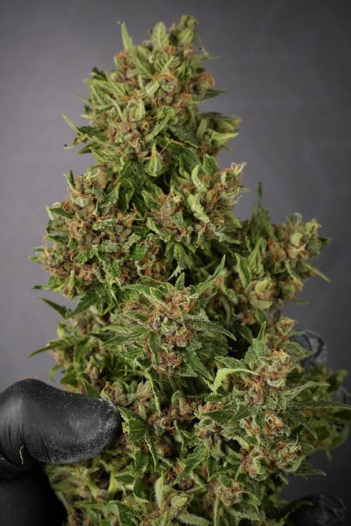 GMO Cookies Served with extra curiosity. Week 14 - Big Colas 