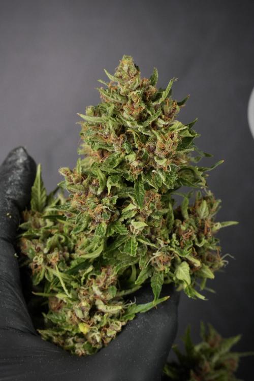 GMO Cookies Served with extra curiosity. Week 14 - Big Colas 