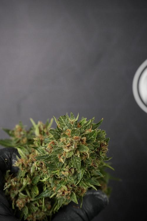 GMO Cookies Served with extra curiosity. Week 14 - Big Colas 