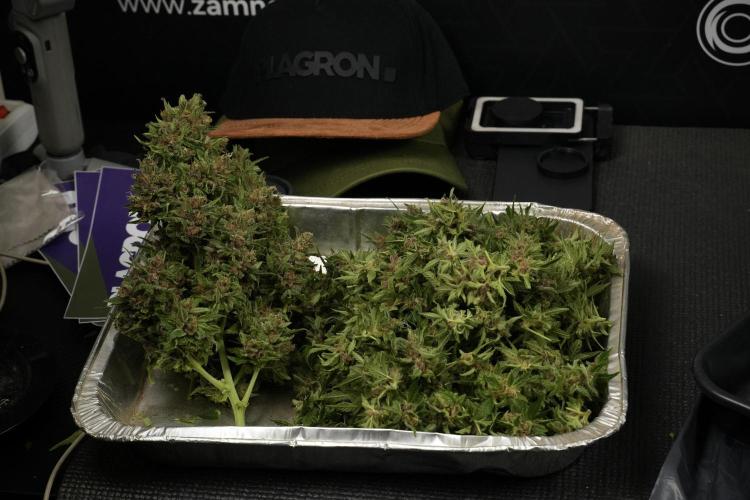 GMO Cookies Served with extra curiosity. Week 14 - Big Colas  