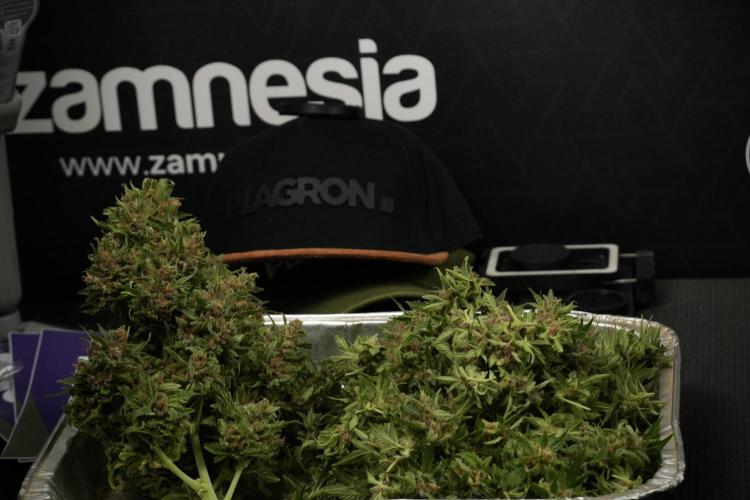 GMO Cookies Served with extra curiosity. Week 14 - Big Colas 