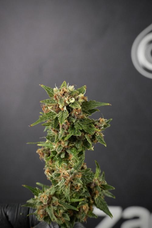 GMO Cookies Served with extra curiosity. Week 14 - Big Colas 