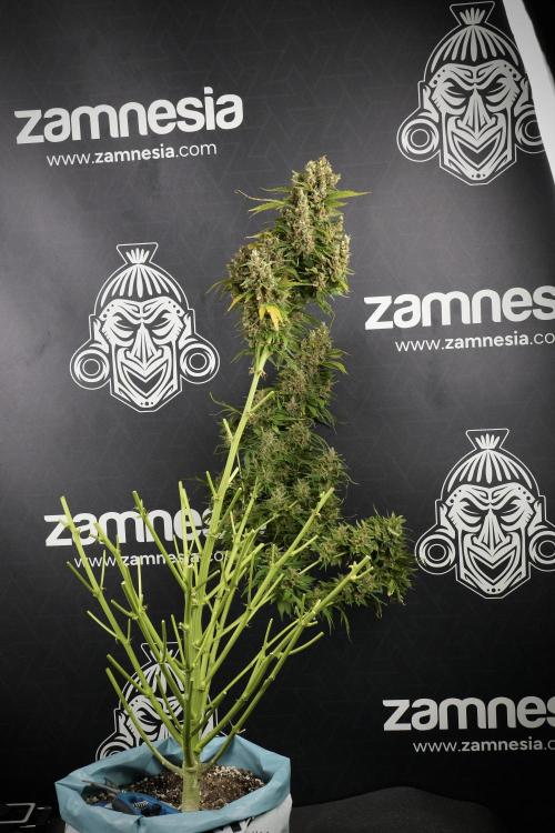 GMO Cookies Served with extra curiosity. Week 14 - Big Colas one by one 