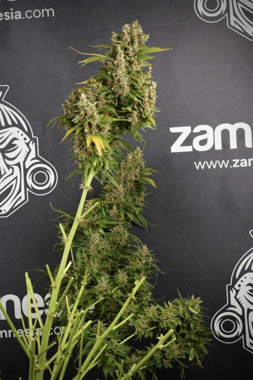 GMO Cookies Served with extra curiosity. Week 14 - Big Colas one by one 