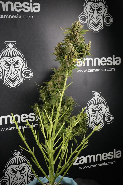 GMO Cookies Served with extra curiosity. Week 14 - Big Colas one by one 