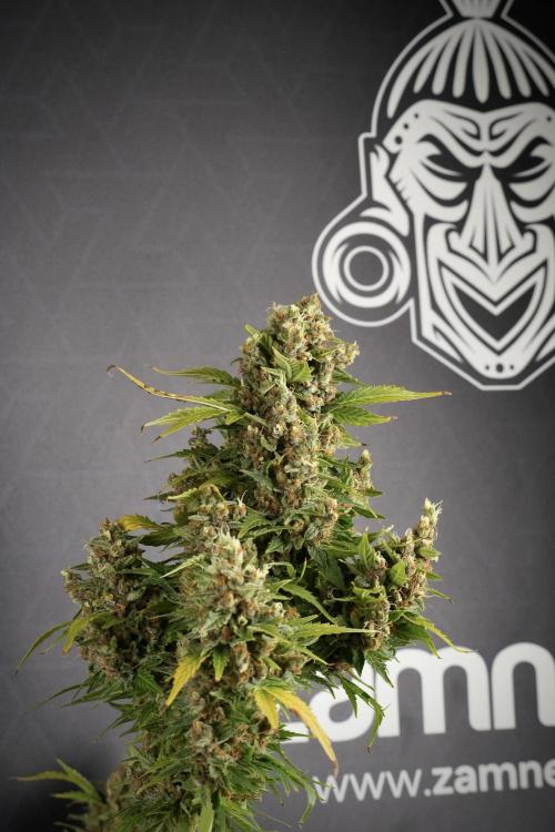 GMO Cookies Served with extra curiosity. Week 14 - Big Colas one by one 