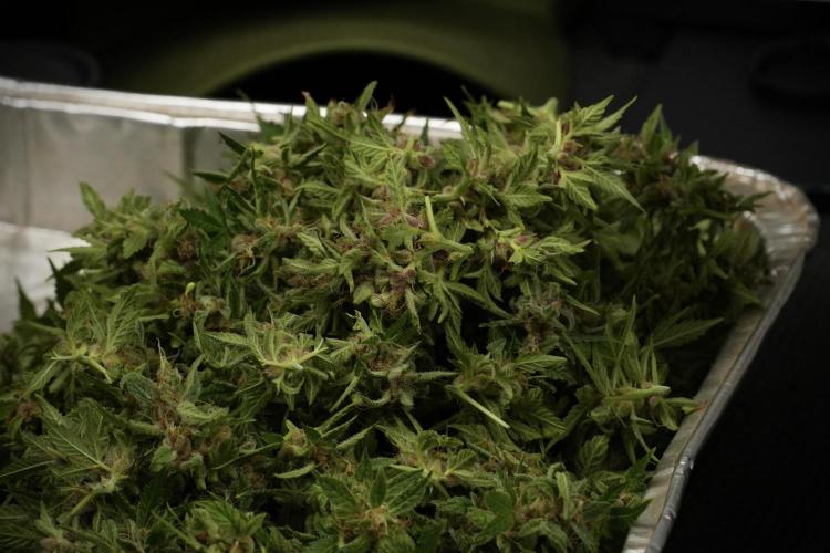 GMO Cookies Served with extra curiosity. Week 14 - Big Colas one by one 