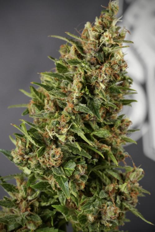 GMO Cookies Served with extra curiosity. Week 14 - Big Colas one by one 