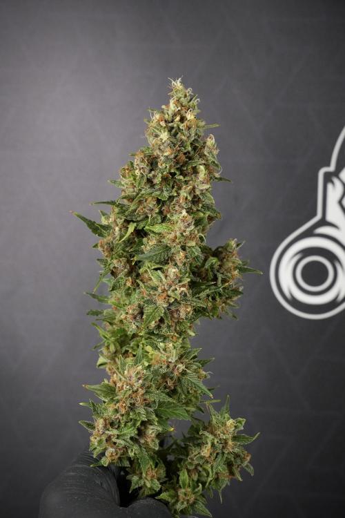 GMO Cookies Served with extra curiosity. Week 14 - Big Colas 