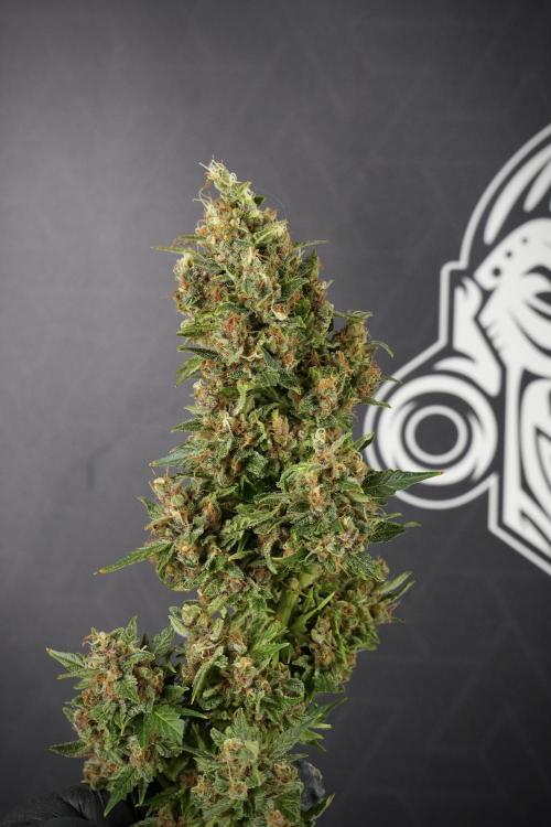 GMO Cookies Served with extra curiosity. Week 14 - Big Colas 