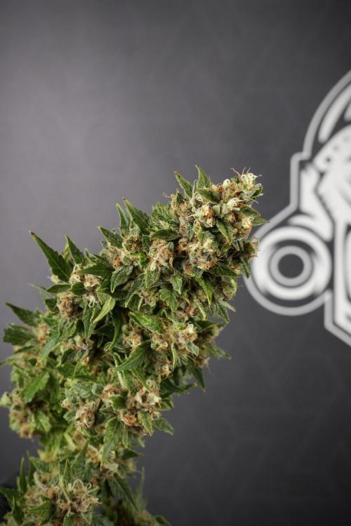GMO Cookies Served with extra curiosity. Week 14 - Big Colas 