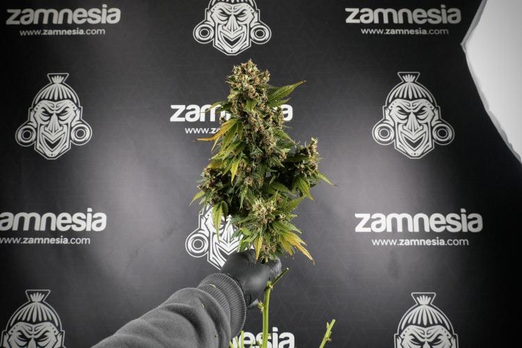 GMO Cookies Served with extra curiosity. Week 14 - Big Colas 