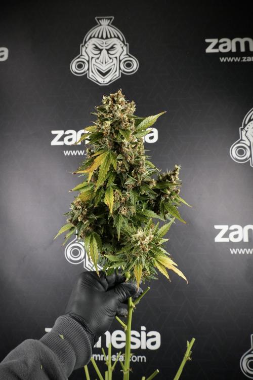 GMO Cookies Served with extra curiosity. Week 14 - Big Colas 