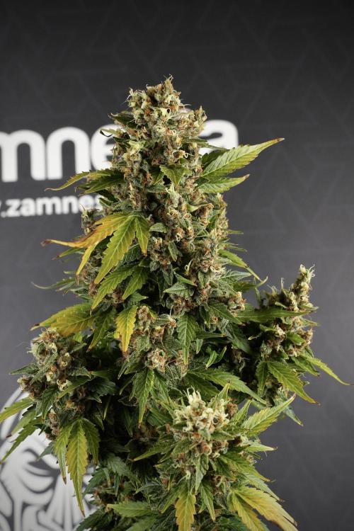 GMO Cookies Served with extra curiosity. Week 14 - Big Colas 