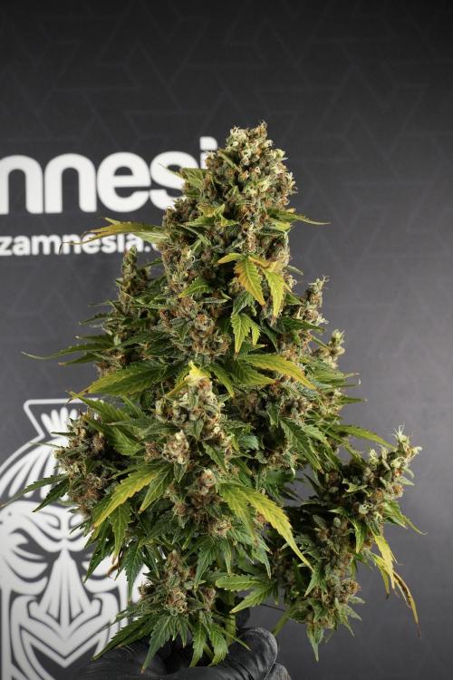 GMO Cookies Served with extra curiosity. Week 14 - Big Colas 