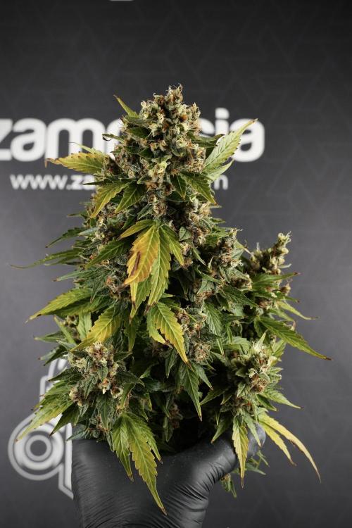 GMO Cookies Served with extra curiosity. Week 14 - Big Colas 