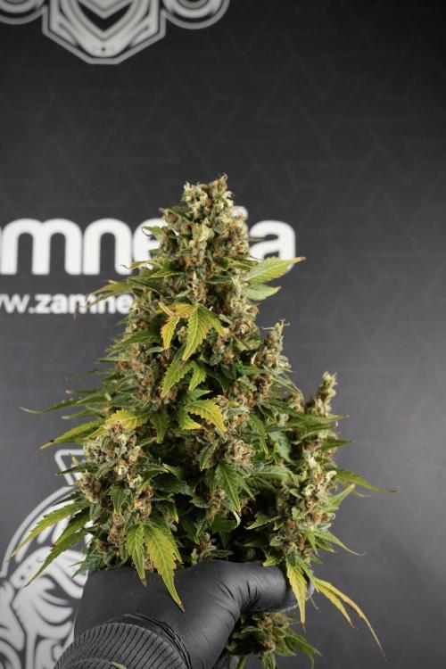 GMO Cookies Served with extra curiosity. Week 14 - Big Colas 