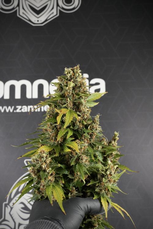 GMO Cookies Served with extra curiosity. Week 14 - Big Colas 