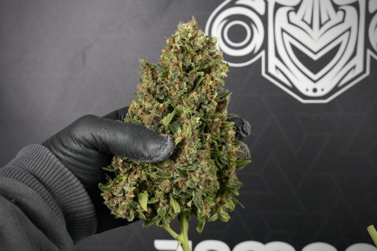 GMO Cookies Served with extra curiosity. Week 14 - Big Colas 