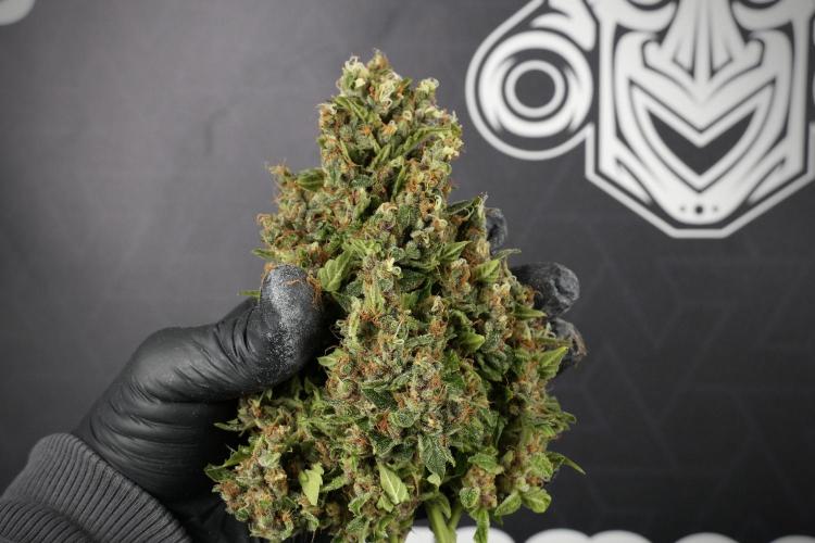 GMO Cookies Served with extra curiosity. Week 14 - Big Colas 