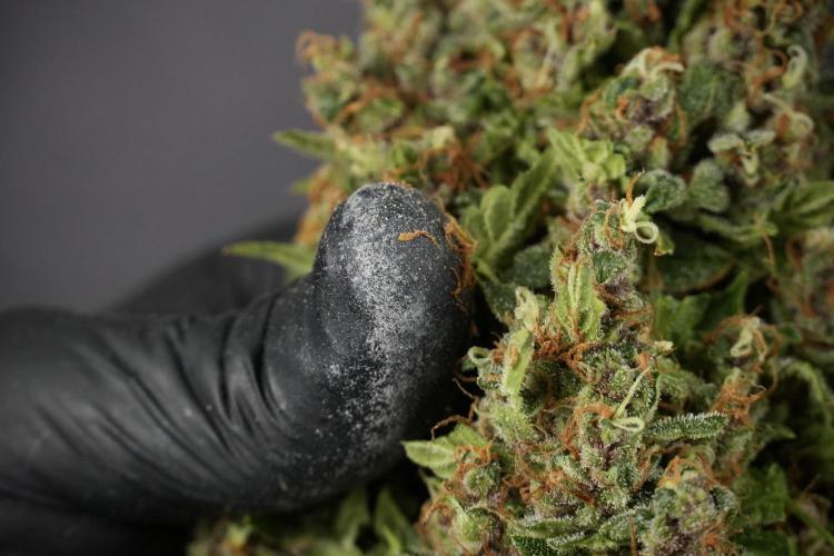 GMO Cookies Served with extra curiosity. Week 14 - Big Colas 