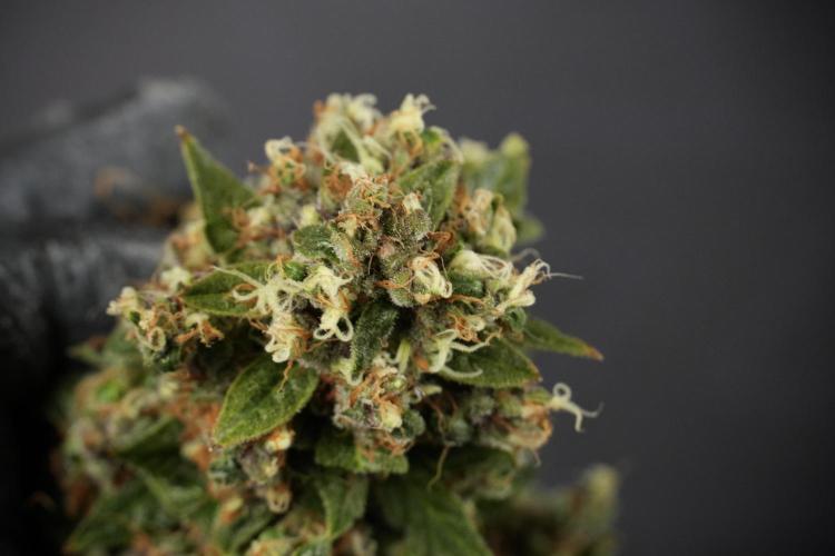 GMO Cookies Served with extra curiosity. Week 14 - Big Colas 
