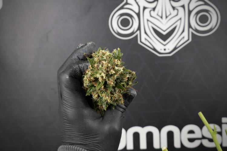 GMO Cookies Served with extra curiosity. Week 14 - Big Colas 