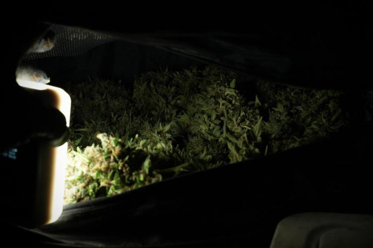 GMO Cookies Served with extra curiosity. Week 14 - drying 