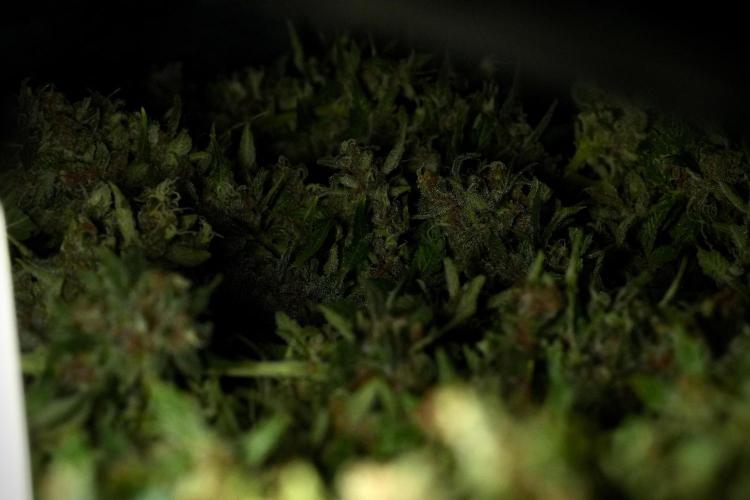 GMO Cookies Served with extra curiosity. Week 14 - drying 