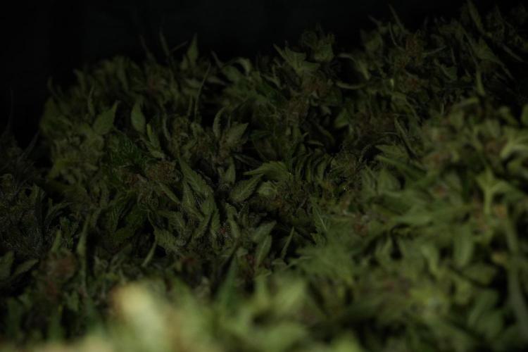 GMO Cookies Served with extra curiosity. Week 14 - drying 
