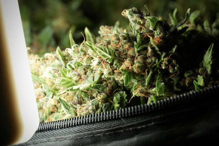 GMO Cookies Served with extra curiosity. Week 14 - drying 