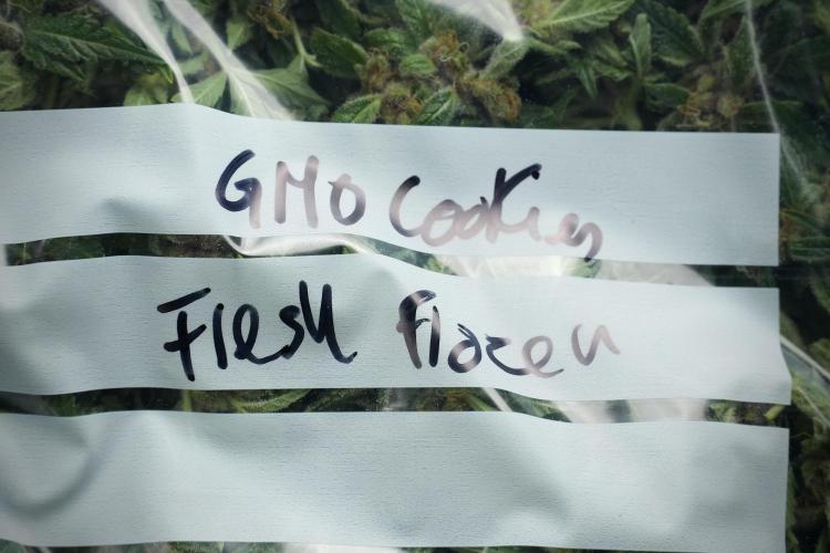 GMO Cookies Served with extra curiosity. Week 14 - Fresh Frozen