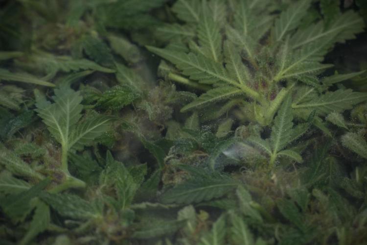 GMO Cookies Served with extra curiosity. Week 14 - Fresh Frozen