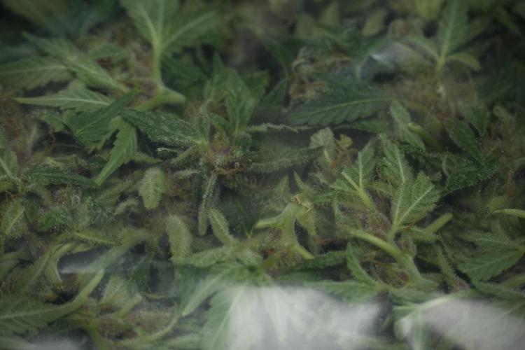 GMO Cookies Served with extra curiosity. Week 14 - Fresh Frozen