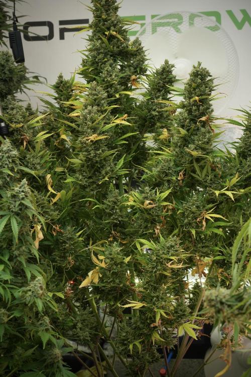 GMO Cookies Served with extra curiosity. Week 14 - The other GMO Cookies 