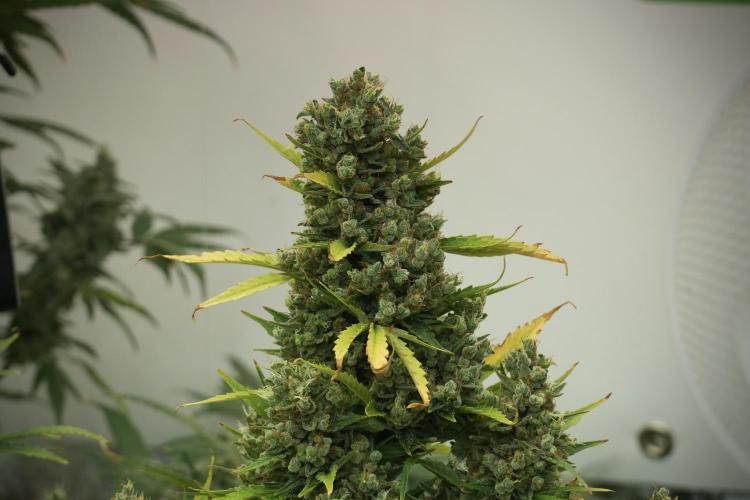GMO Cookies Served with extra curiosity. Week 14 - The other GMO Cookies 