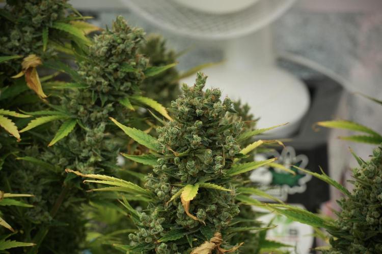 GMO Cookies Served with extra curiosity. Week 14 - The other GMO Cookies 
