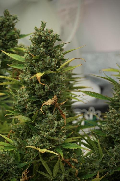 GMO Cookies Served with extra curiosity. Week 14 - The other GMO Cookies 