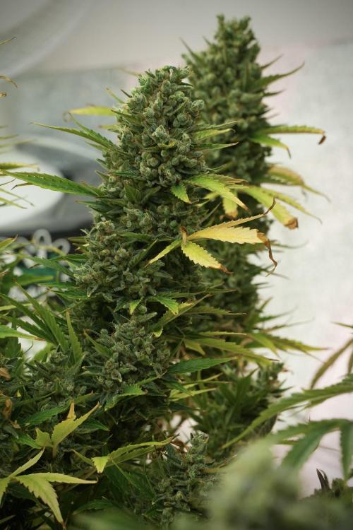 GMO Cookies Served with extra curiosity. Week 14 - The other GMO Cookies 