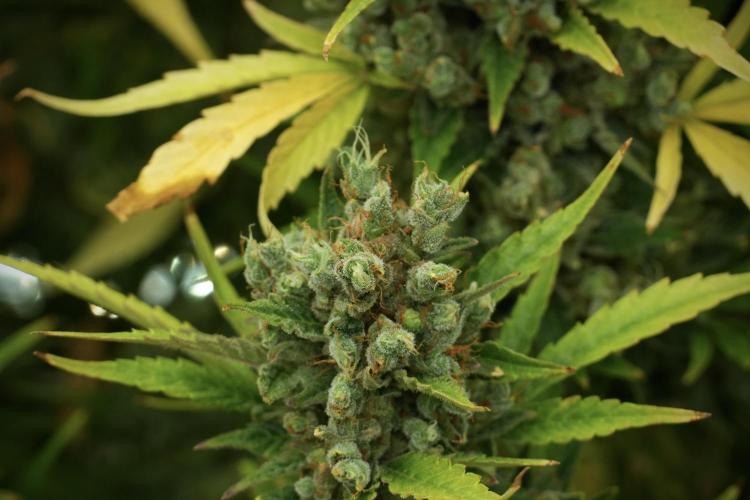 GMO Cookies Served with extra curiosity. Week 14 - The other GMO Cookies 