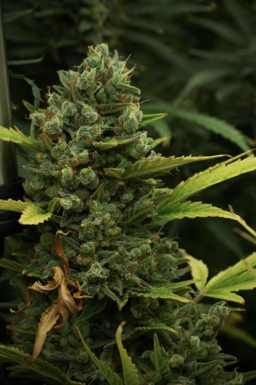 GMO Cookies Served with extra curiosity. Week 14 - The other GMO Cookies 