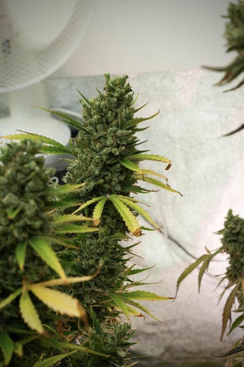 GMO Cookies Served with extra curiosity. Week 14 - The other GMO Cookies 