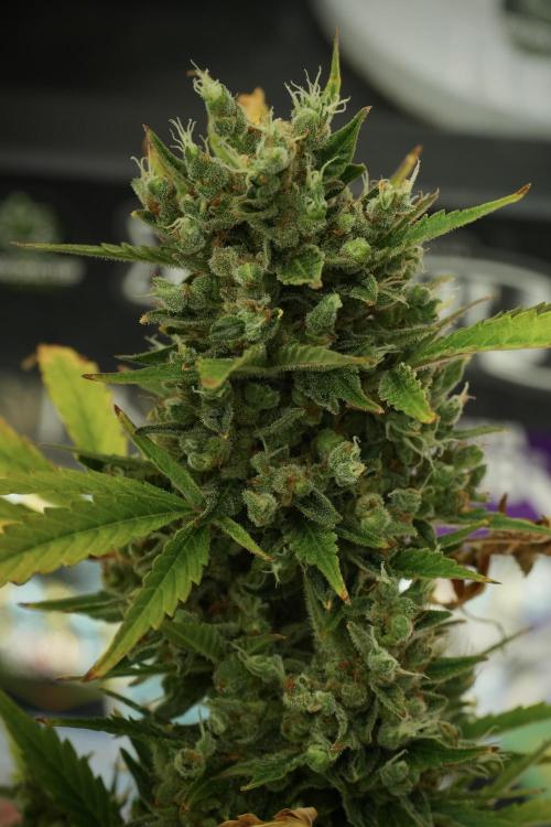 GMO Cookies Served with extra curiosity. Week 14 - The other GMO Cookies 
