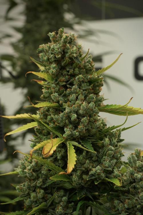GMO Cookies Served with extra curiosity. Week 14 - The other GMO Cookies 