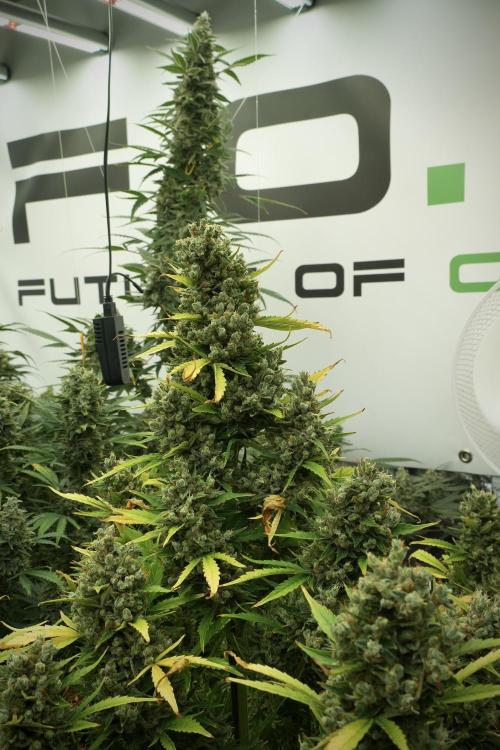 GMO Cookies Served with extra curiosity. Week 14 - The other GMO Cookies 