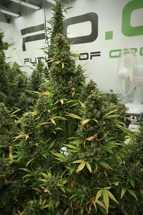 GMO Cookies Served with extra curiosity. Week 14 - The other GMO Cookies 