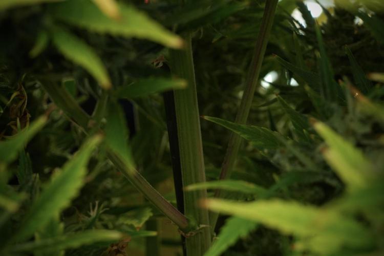 GMO Cookies Served with extra curiosity. Week 14 - The other GMO Cookies 