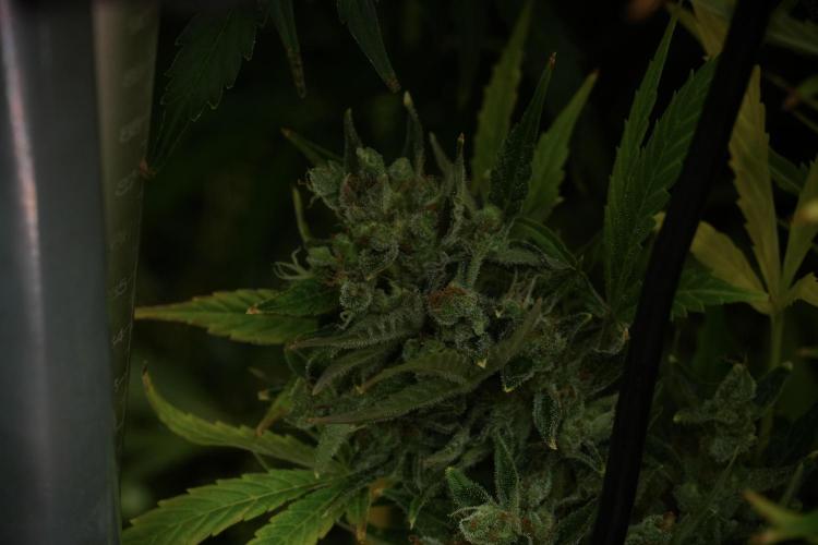 GMO Cookies Served with extra curiosity. Week 14 - The other GMO Cookies 